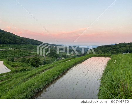 Rice paddy field in Beppu 66744770