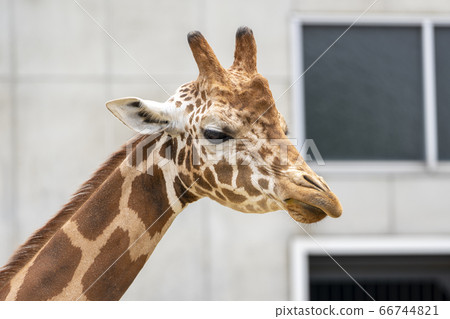 [動物]阿美美林 66744821