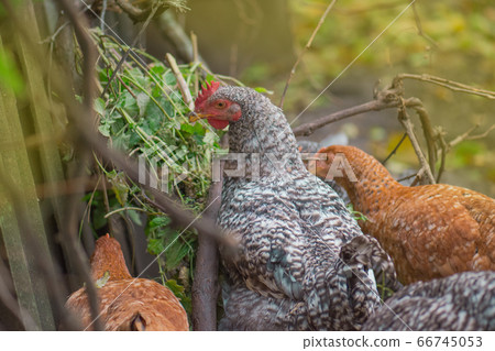 Pockmarked chicken on the farm in summer Pockmarked chicken on the farm in summer 66745053