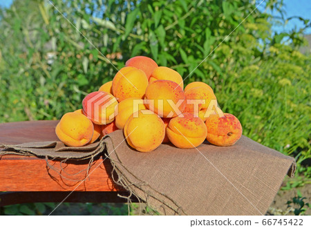 Ripe ripe apricots 66745422