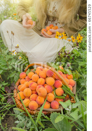 Ripe apricots on green background. Fresh apricots 66745529