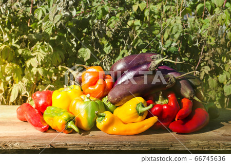 Green , yellow and red pepper, eggplants. 66745636