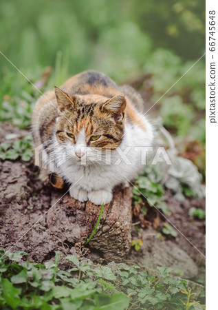 Cat in the summer garden Cat in the summer garden 66745648