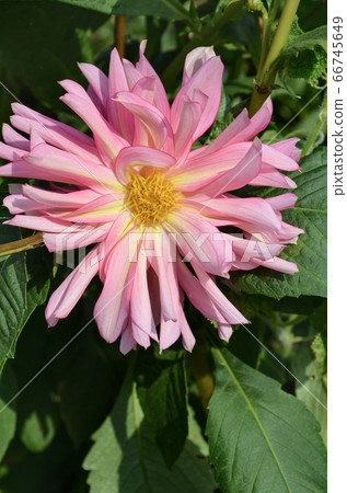 Pink spider dahlia flower Pink spider dahlia flower 66745649