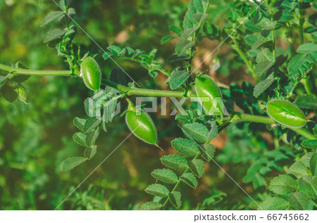 Chickpeas pod on green plant closeup Chickpeas pod on green plant closeup 66745662
