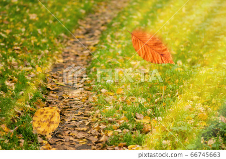 Autumn falling leaves on forest road background. Autumn falling leaves on forest road background. 66745663