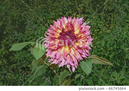 Dahlia cactus type. Fancy pink yellow white dahlia Dahlia cactus type. Fancy pink yellow white dahlia 66745664
