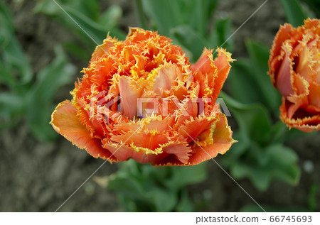 Sensual Touch orange tulip 66745693