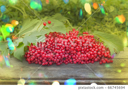 Viburnum berries with green leaves Viburnum berries with green leaves 66745694