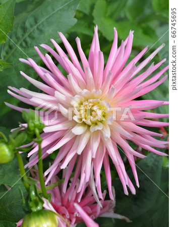 Pink and yellow spider dahlia flower Pink and yellow spider dahlia flower 66745695
