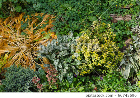Beautiful autumn garden and blooming perennials. 66745696