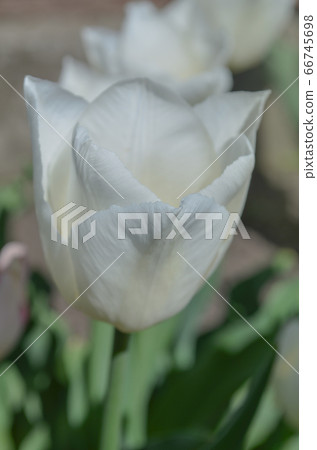 White tulips flower in garden background White tulips flower in garden background 66745698
