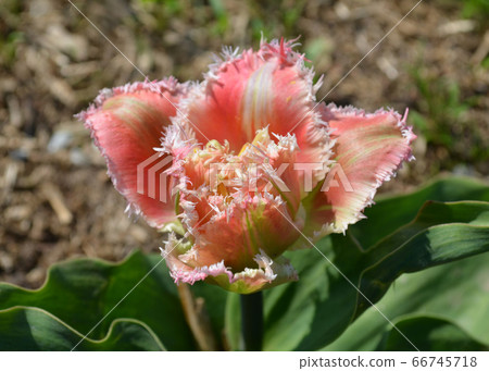 Terry fringed pink tulip 66745718