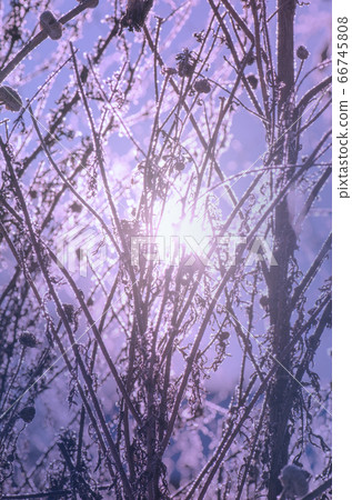 Frozen ice covered flower. Winter nature 66745808