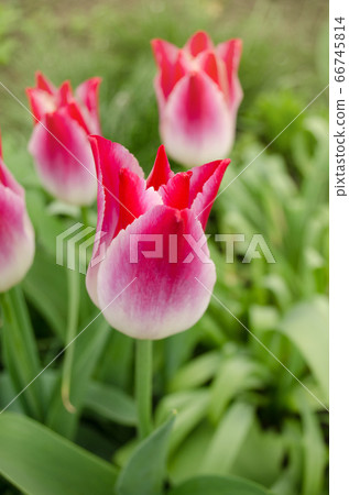 Beautiful colorful tulips. Tulip Whispering dream 66745814