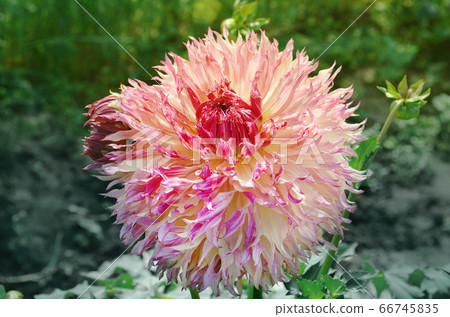 Large fuzzy combination of peach and pink color Large fuzzy combination of peach and pink color 66745835