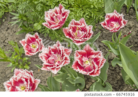 Fringed tulip Queensland. Fringed tulip Queensland. 66745916