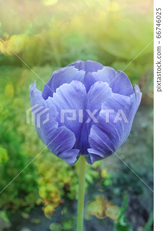 Blue Parrot tulip in garden. Beautiful purple 66746025