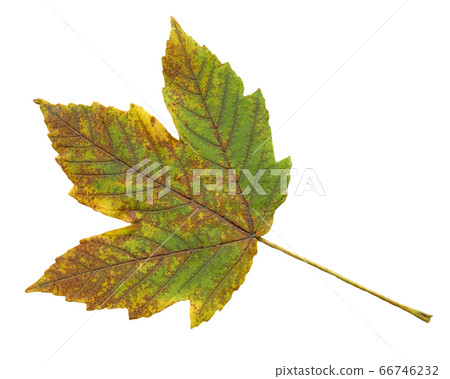 Maple leaf isolated white background. Maple leaf isolated white background. 66746232