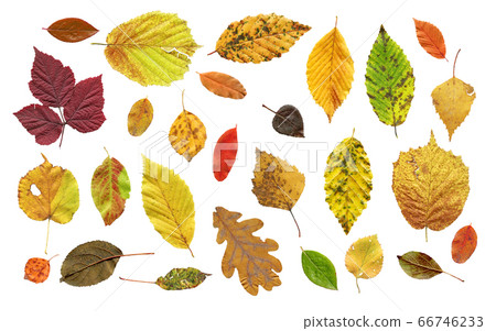 Collection of tree leaves isolated. Bright autumn 66746233