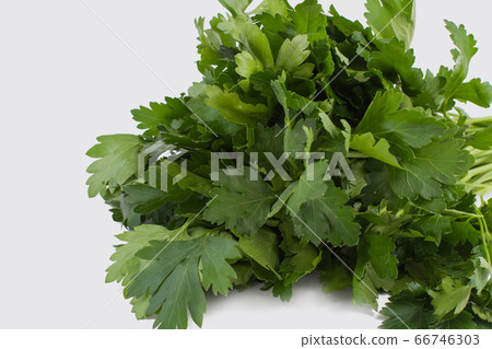 Bunch of parsley isolated on white. 66746303