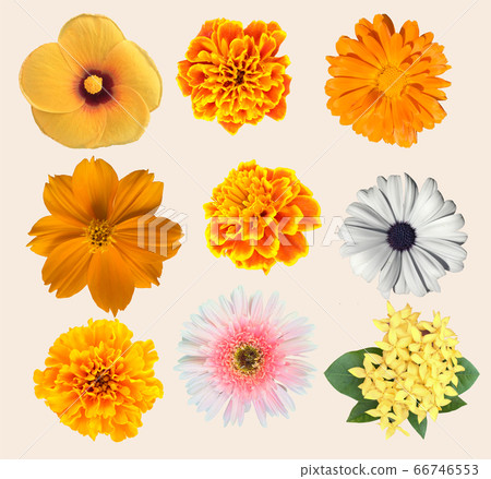 Various Flowers collection 66746553