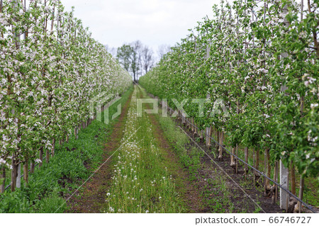Long alley of apple trees in orchard. Road between plantations with grass and dandelions Long alley of apple trees in orchard. Road between plantations with grass and dandelions 66746727