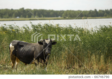 A cow standing on the background of reeds growing on the shore of a suburban lake near a rural road. 66746790