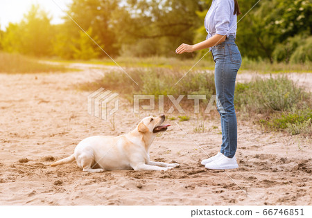 Girl giving a command to her obedient retriever 66746851