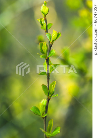 Young Spring Green Leaf Leaves Quince Growing In Branch Of Forest Bush Plant Tree. Young Leaf Of Cydonia Oblonga 66747057