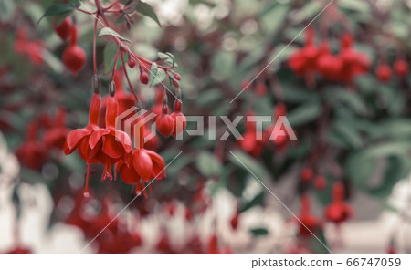 Industrial cultivation of flowers. Red fuchsia close up, on blurred background Industrial cultivation of flowers. Red fuchsia close up, on blurred background 66747059