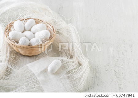 natural silkworm cocoons are source of silk 66747941