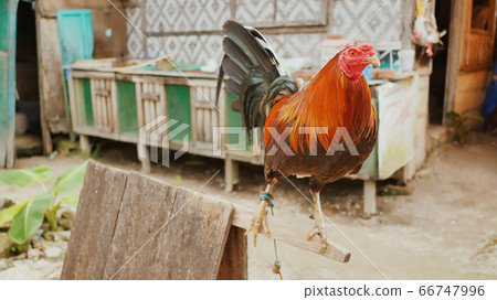The Philippine cock is sitting on his house. Philippine Village. The Philippine cock is sitting on his house. Philippine Village. 66747996