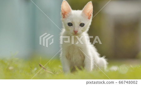 The white asian and thin kitten runs on a grass. Asian breed. 66748002