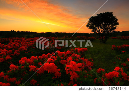 Agalea of the Appi Kogen in the morning glow 66748144