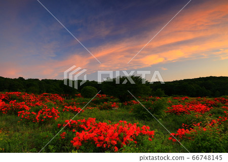 Agalea of the Appi Kogen in the morning glow 66748145