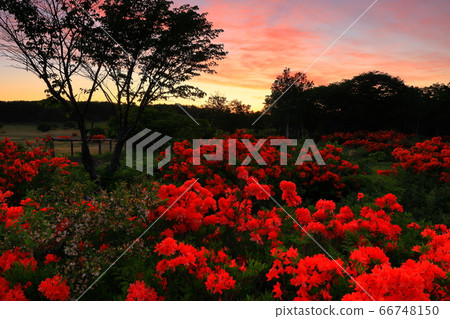 阿比高原的阿加萊阿（Agalea） 66748150