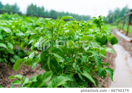 Potatoes in furrows with water after heavy rain. Potatoes in furrows with water after heavy rain. 66748374