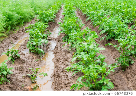 Potatoes in furrows with water after heavy rain. Potatoes in furrows with water after heavy rain. 66748376