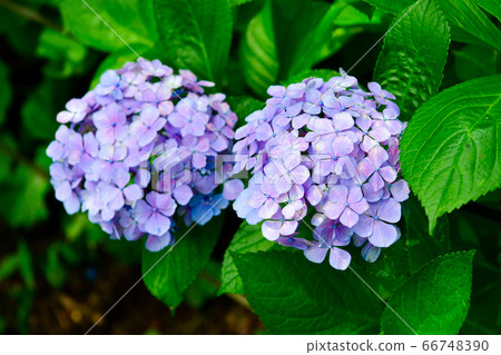 Hydrangea (hydrangea) 66748390