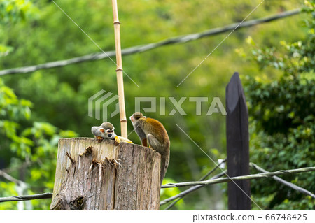 [動物]普通松鼠猴 66748425