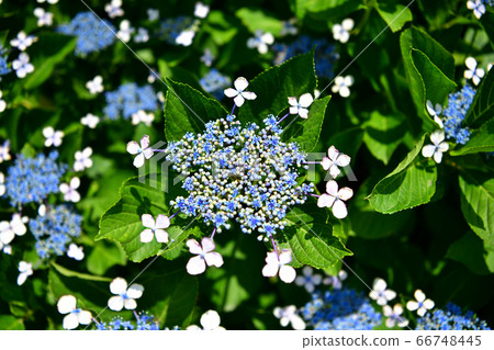 繡球花繡球花（繡球花） 66748445