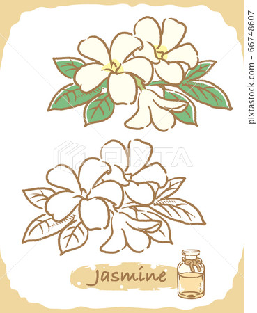 一瓶茉莉花和精油的插圖素材 66748607