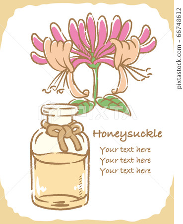 金銀花和瓶精油插圖素材 66748612