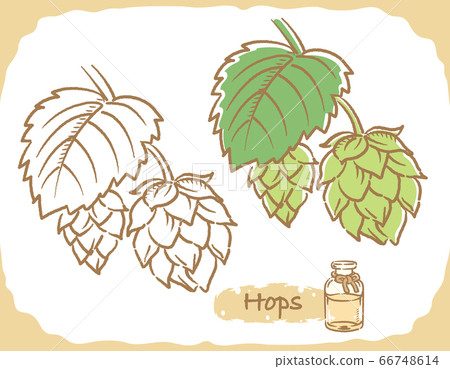 啤酒花和精油瓶插圖素材 66748614