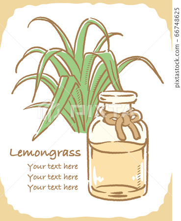 Illustration material of lemongrass (or citronella) and bottle of essential oil Illustration material of lemongrass (or citronella) and bottle of essential oil 66748625