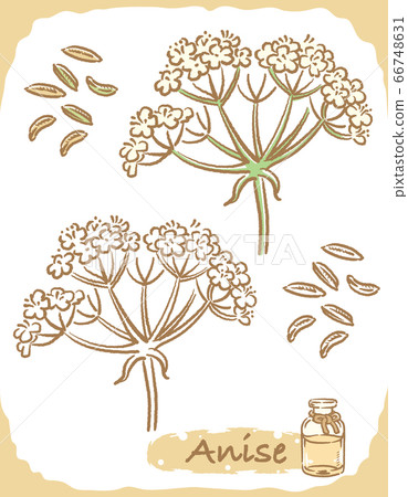 Illustration material of anise and bottle of essential oil 66748631