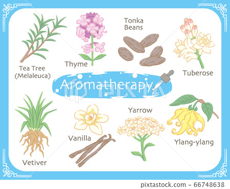 Herbs and plants used for essential oils such as aromatherapy Herbs and plants used for essential oils such as aromatherapy 66748638