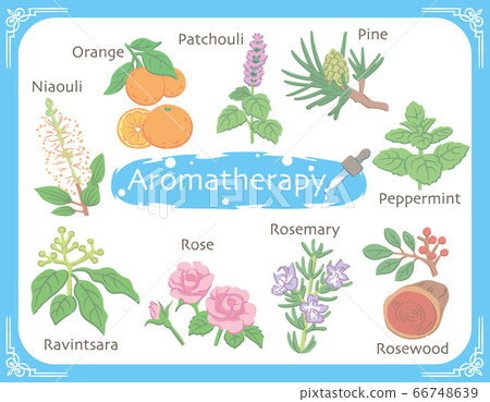Herbs and plants used for essential oils such as aromatherapy Herbs and plants used for essential oils such as aromatherapy 66748639