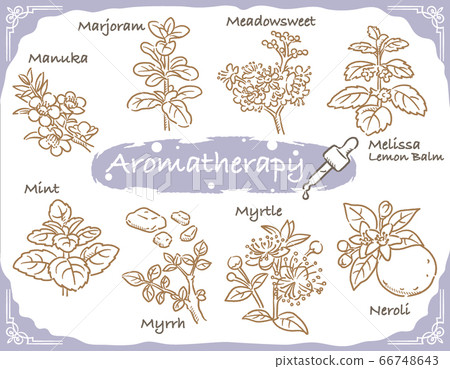 Herbs and plant iras used for aromatherapy essential oils 66748643